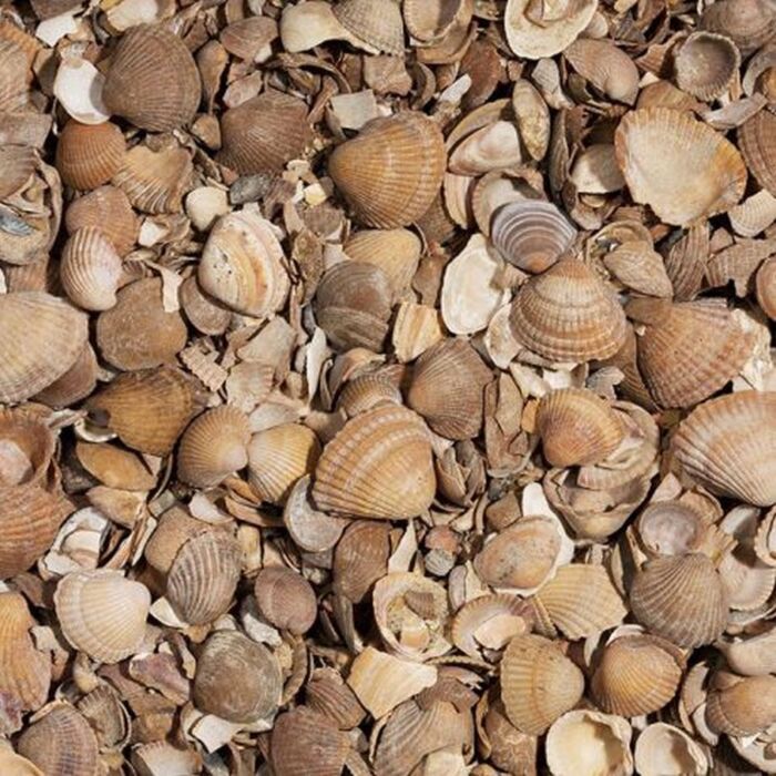 gewassen noordzeeschelp